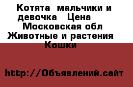 Котята, мальчики и девочка › Цена ­ 5 - Московская обл. Животные и растения » Кошки   